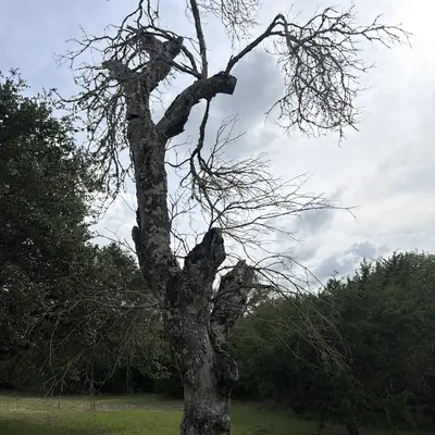 Bare canopy of the dead red oak against the sky