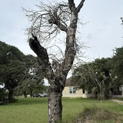 Dead red oak seen from the yard, house behind it