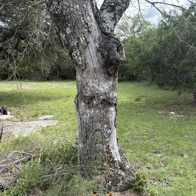 Trunk of the dead red oak showing splits and decay